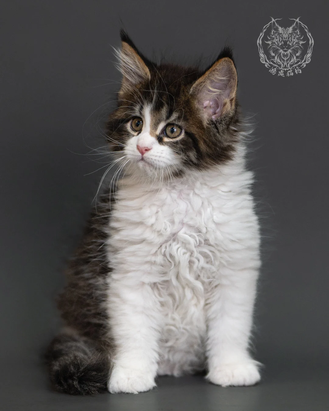 棕虎斑緬因貓 Brown Tabby Maine Coon 2months Cattery Taichung 3