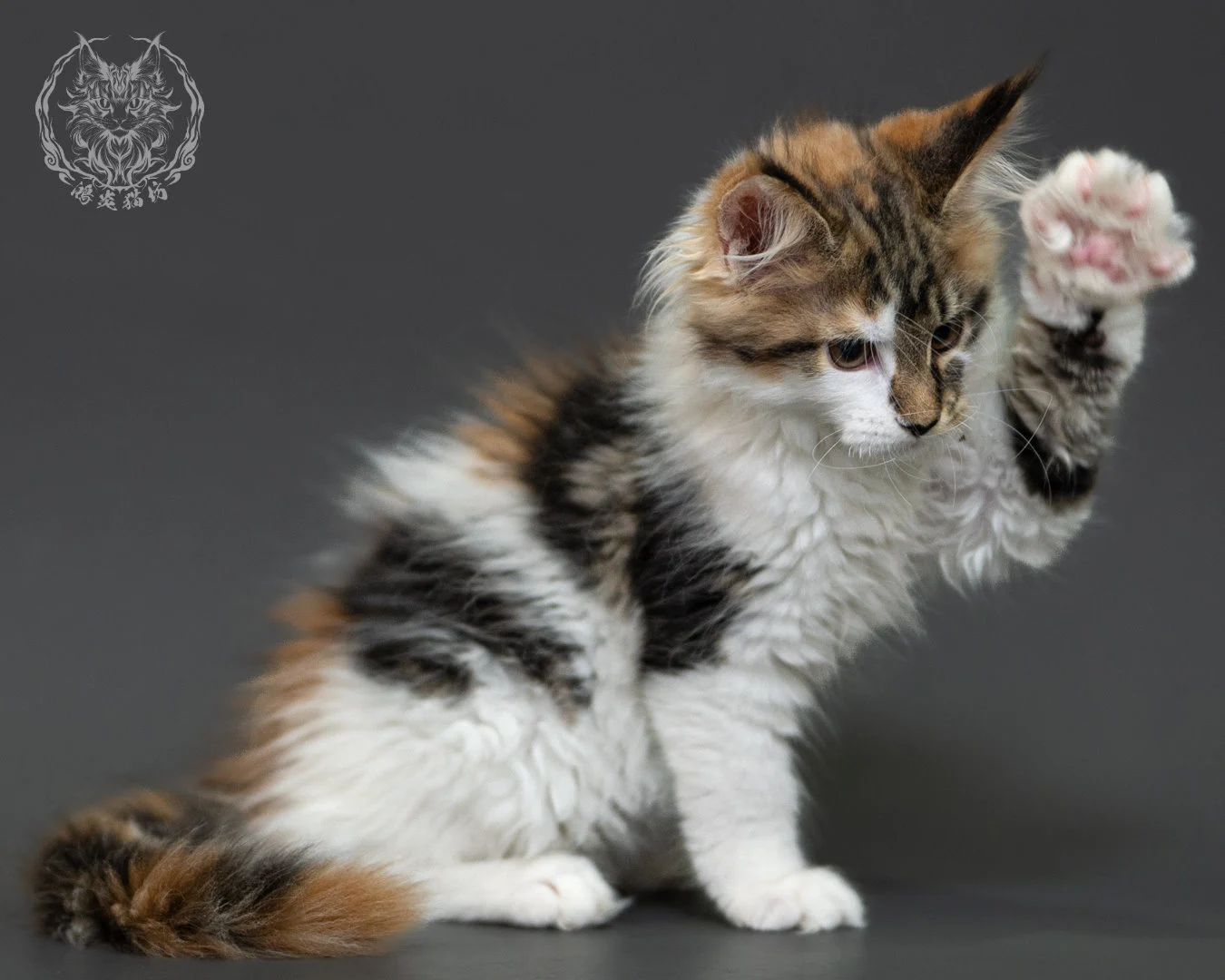 三花緬因貓 3個月紀錄 Calico Maine Coon Kitten 3months 11