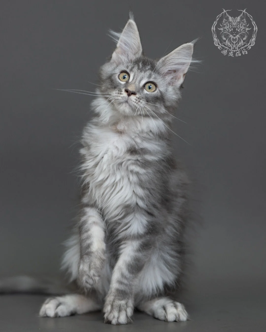 藍銀虎斑緬因貓 Blue Silver Tabby Maine Coon 3months Cattery Taichung 9