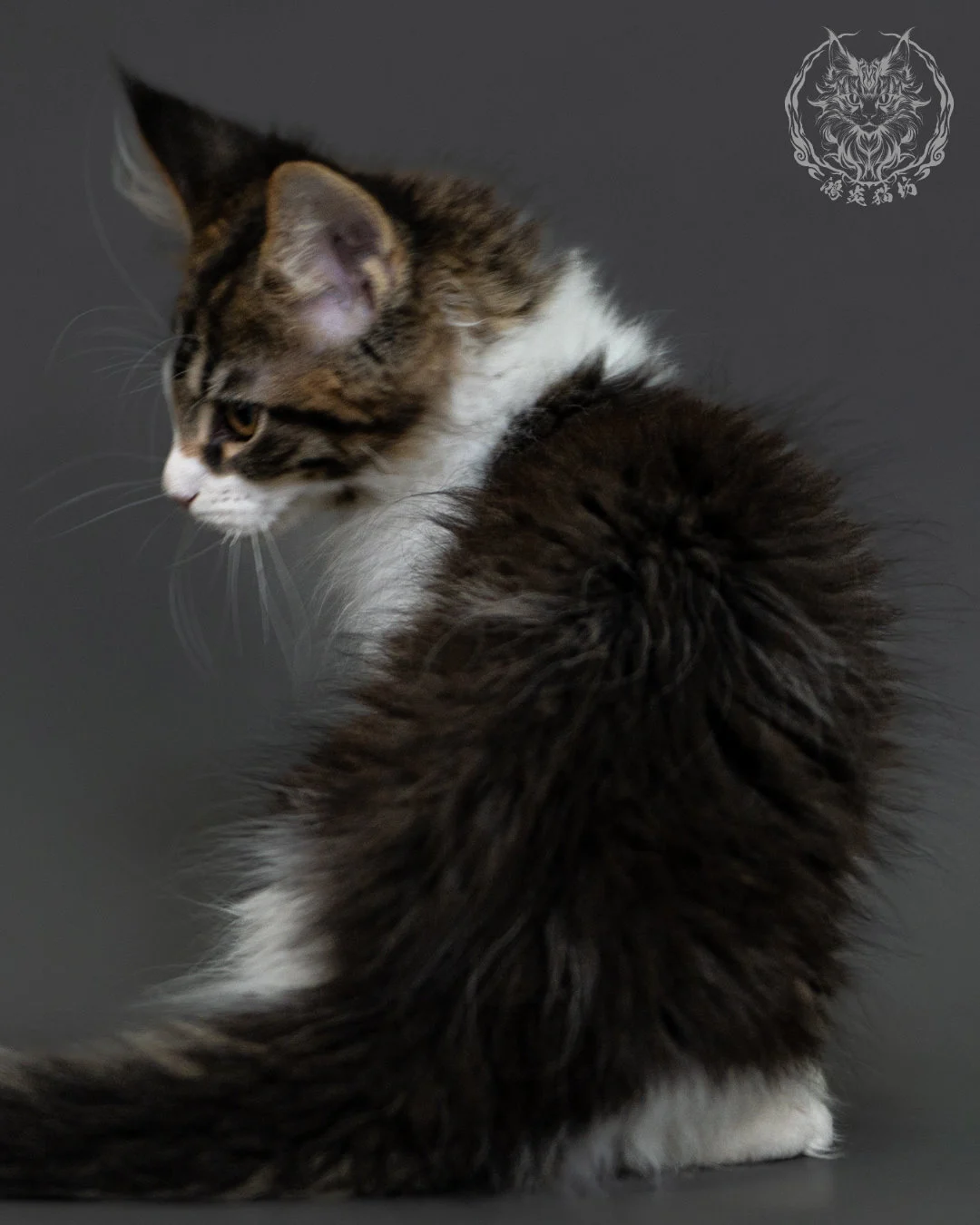 棕虎斑緬因貓 3個月紀錄 Brown Tabby Maine Coon Kitten 3months 17