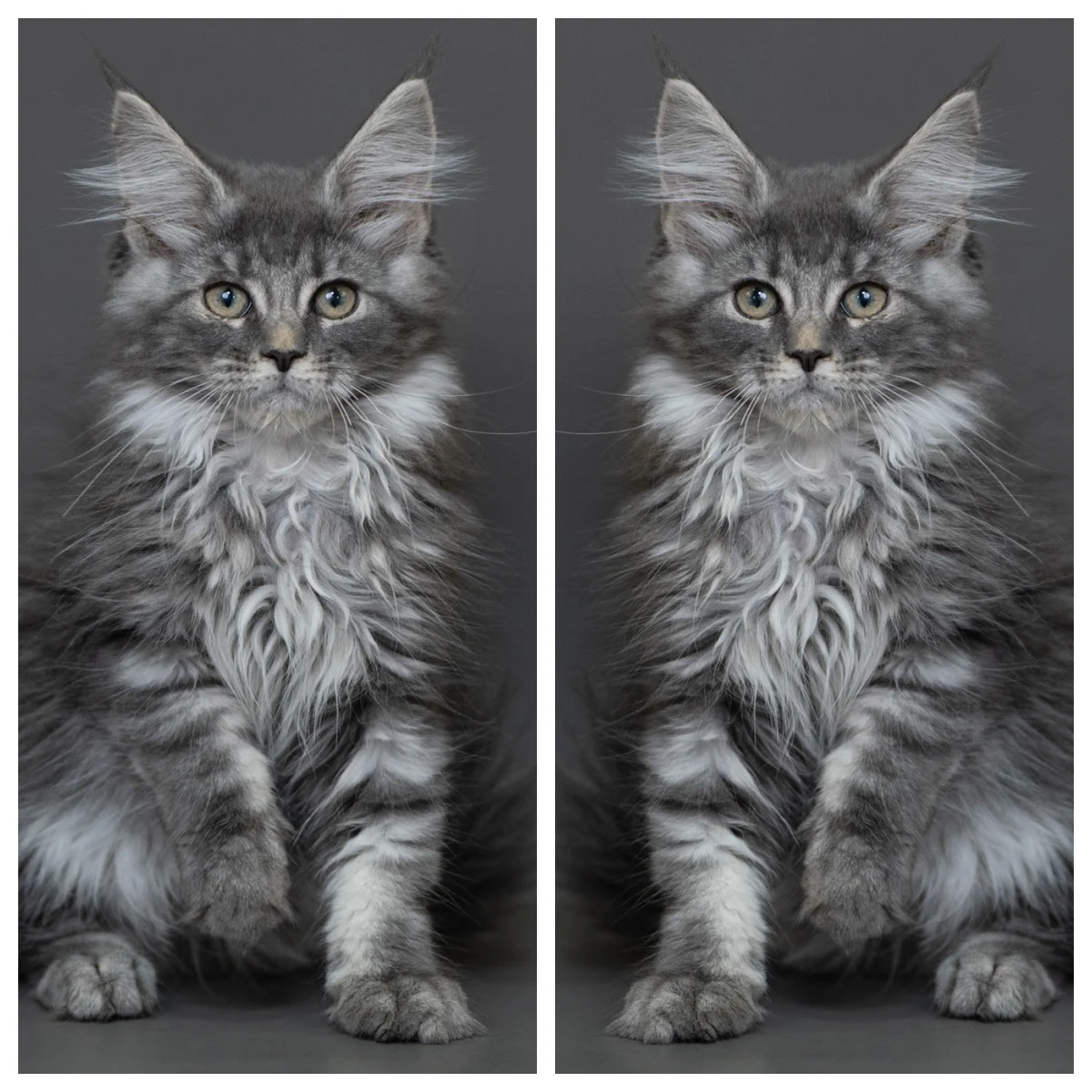 藍銀虎斑緬因貓