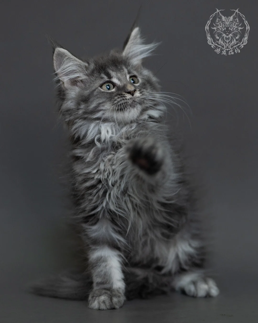 藍銀虎斑緬因貓 Blue Silver Tabby Maine Coon 3months Cattery Taichung 3