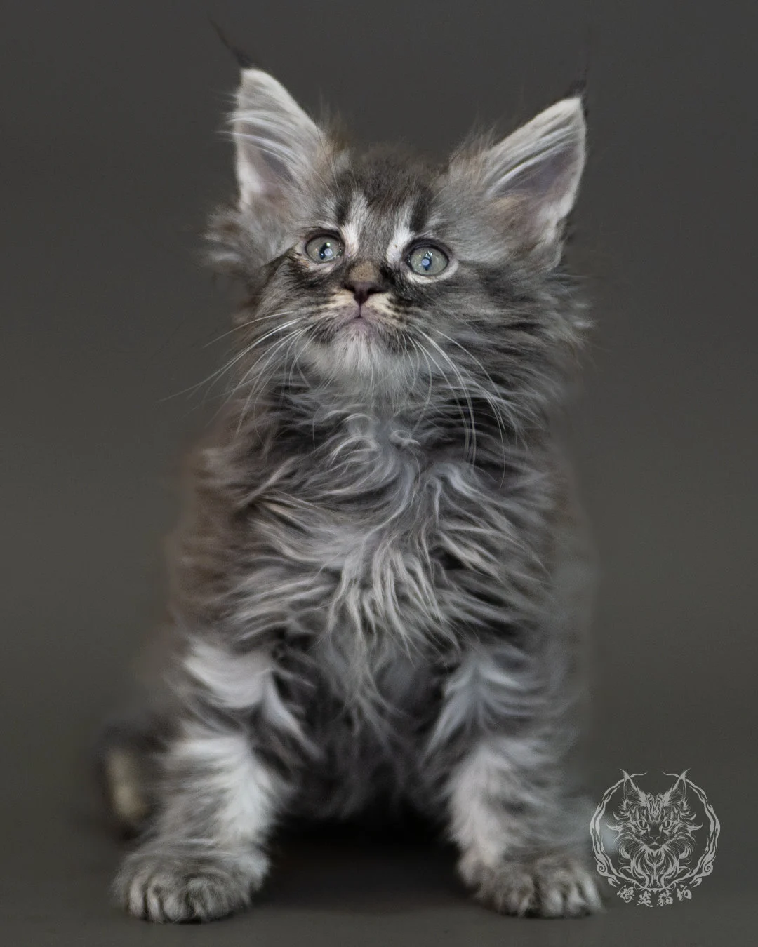 藍銀虎斑緬因貓 Blue Silver Tabby Maine Coon 2months Cattery Taichung 2