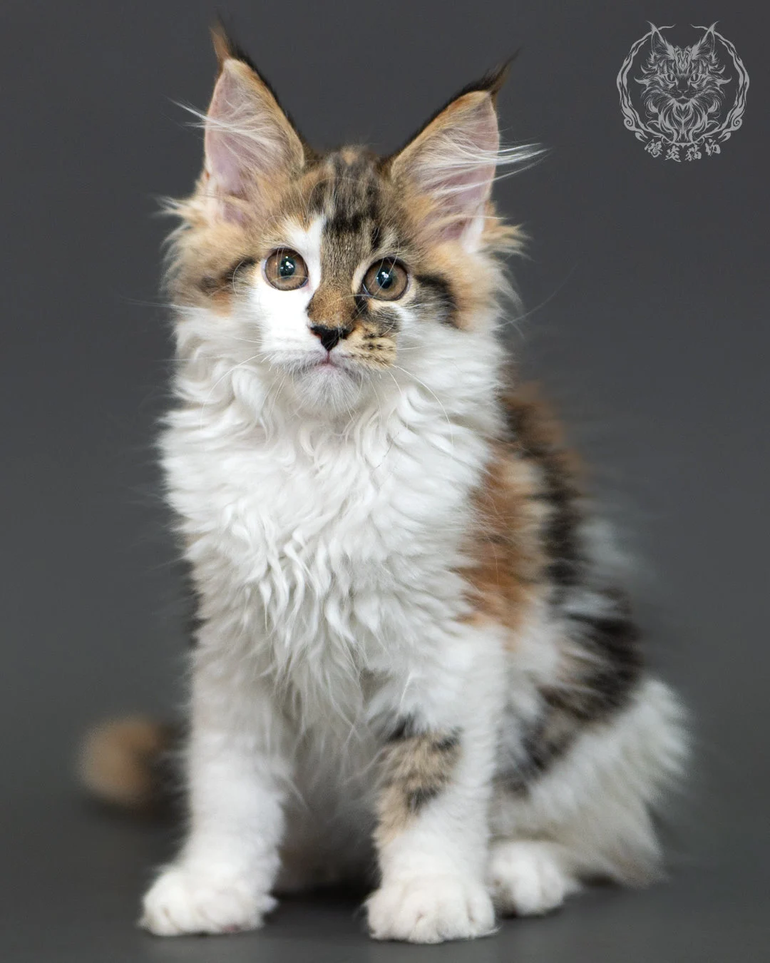 三花緬因貓 3個月紀錄 Calico Maine Coon Kitten 3months 7