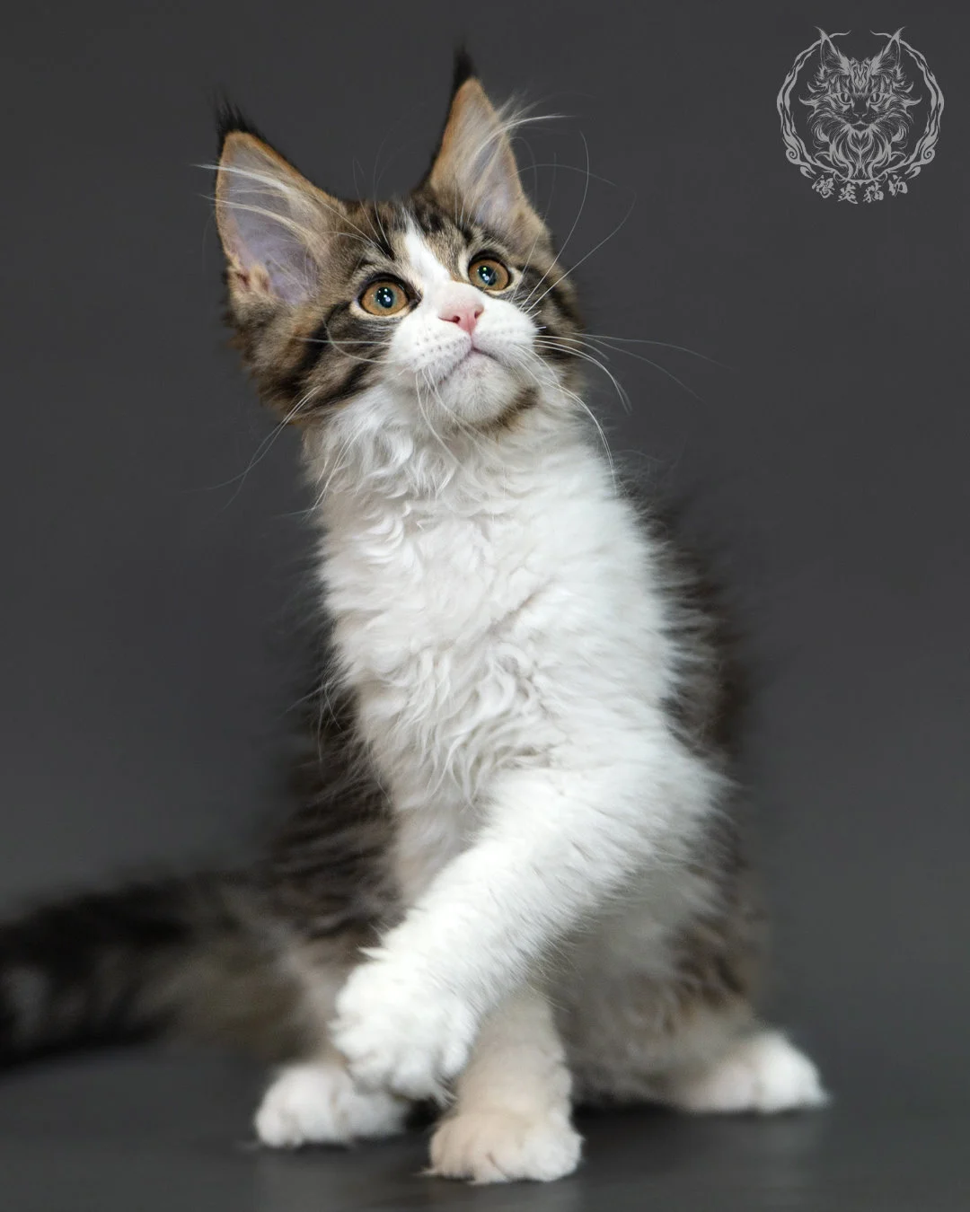 棕虎斑緬因貓 3個月紀錄 Brown Tabby Maine Coon Kitten 3months 4