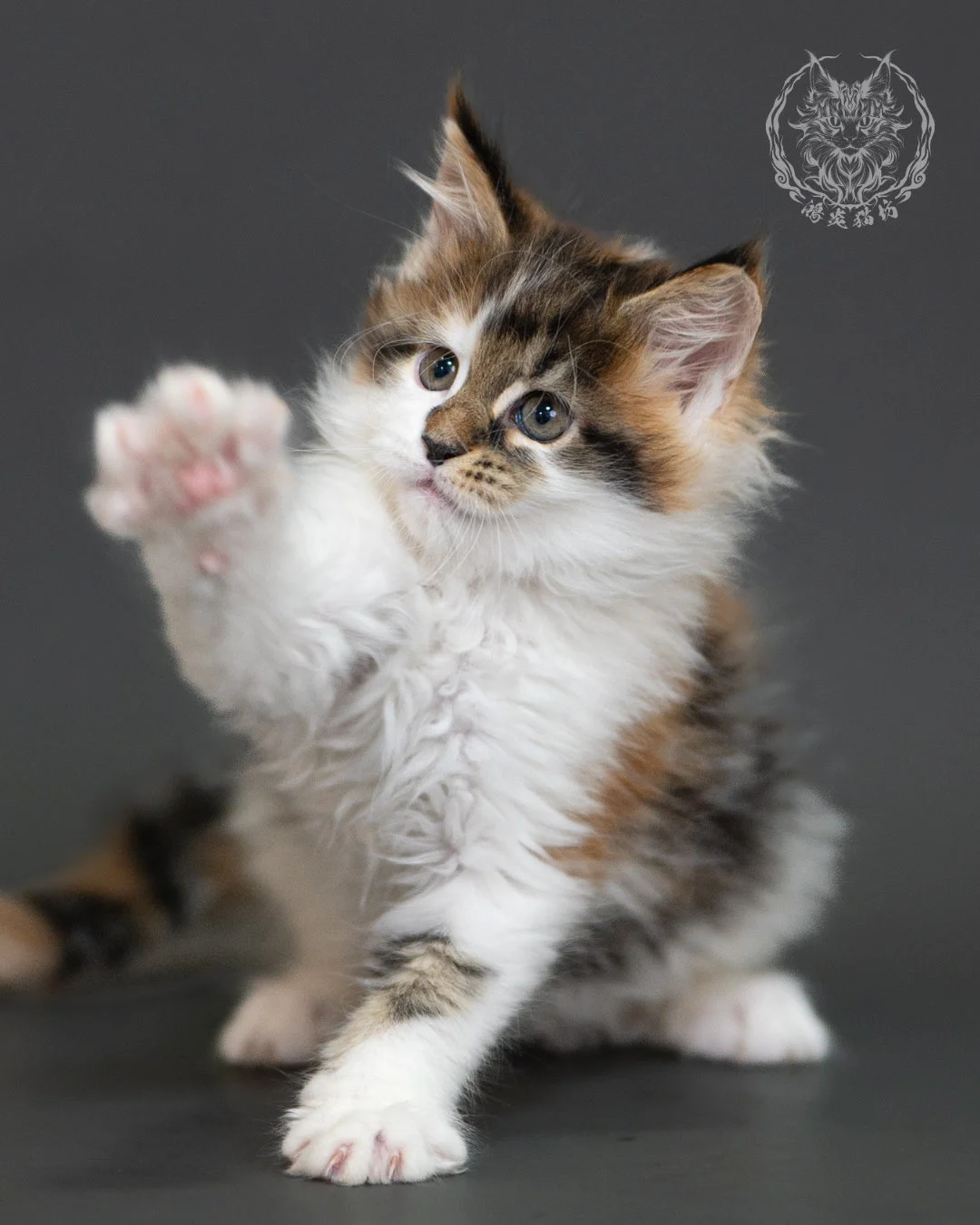 棕虎斑緬因貓(三花) Brown Tabby Calico Maine Coon 2months Cattery Taichung 7