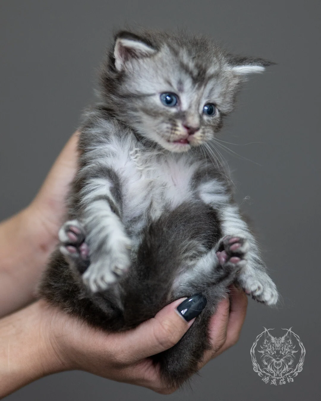 藍銀虎斑緬因貓 Blue Silver Tabby Maine Coon 4weeks Holding 5