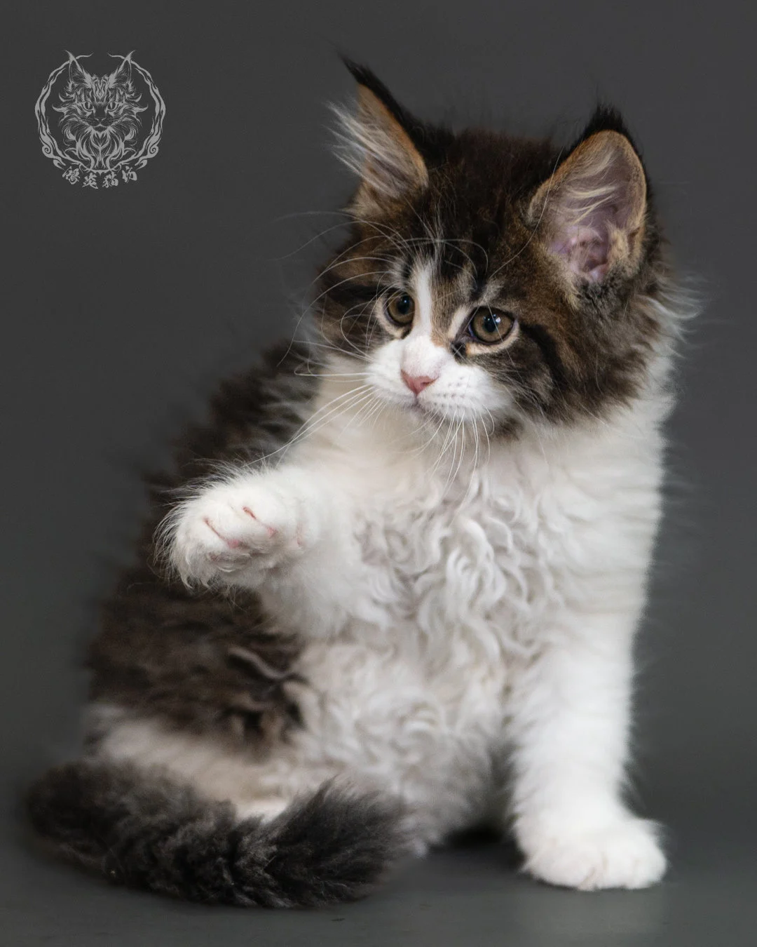 棕虎斑緬因貓 Brown Tabby Maine Coon 2months Cattery Taichung 12