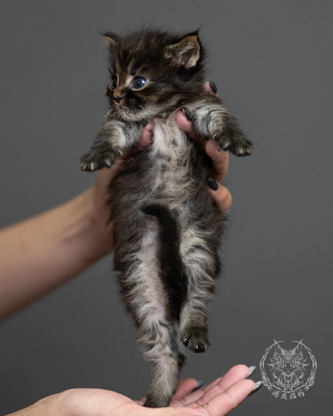 棕虎斑緬因貓 Brown Tabby Maine Coon 4weeks Side 8
