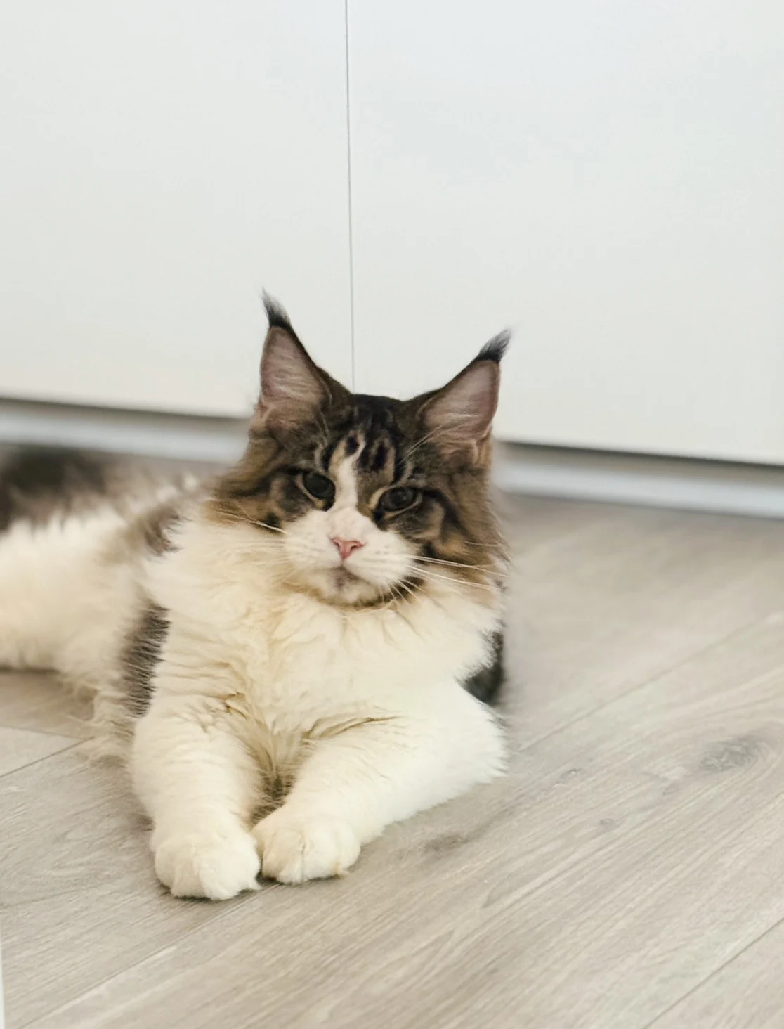 棕虎斑緬因貓7個月記錄