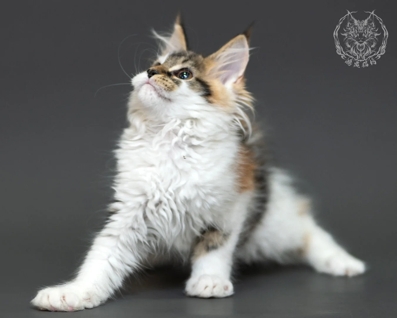 三花緬因貓 3個月紀錄 Calico Maine Coon Kitten 3months 8
