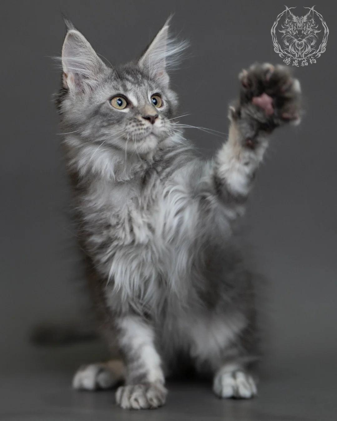 藍銀虎斑緬因貓 Blue Silver Tabby Maine Coon 3months Cattery Taichung 4