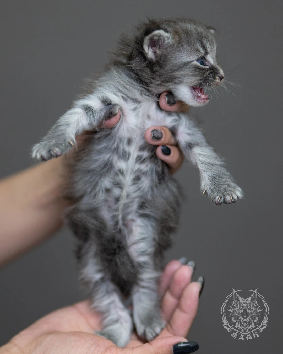 藍銀虎斑緬因貓 Blue Silver Tabby Maine Coon 4weeks Holding 10