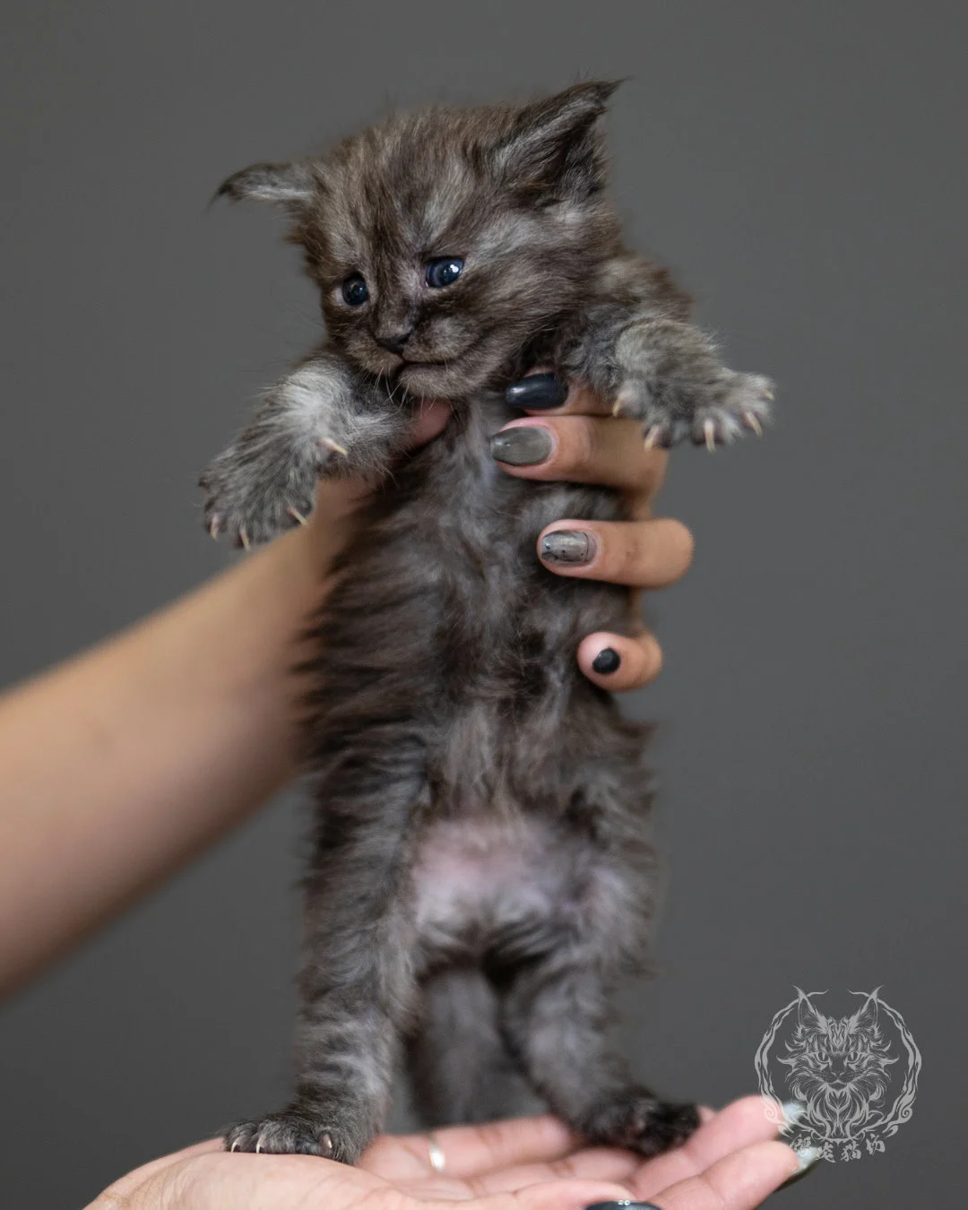 黑煙燻緬因貓 Black Smoke Maine Coon 4weeks Standing 6
