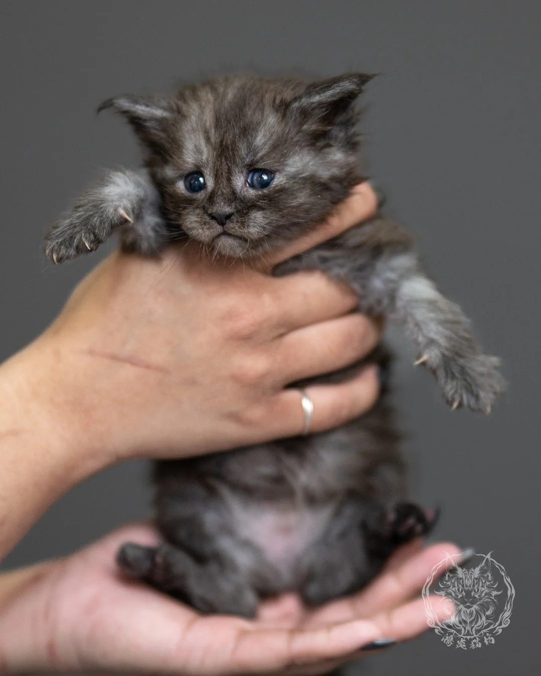 黑煙燻緬因貓 Black Smoke Maine Coon 4weeks Standing 3