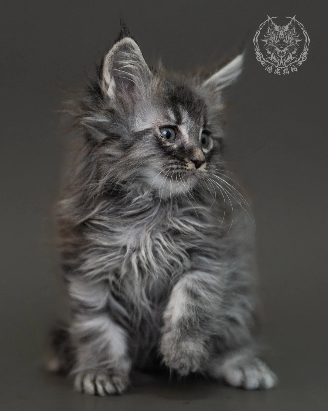 藍銀虎斑緬因貓 Blue Silver Tabby Maine Coon 2months Cattery Taichung 10