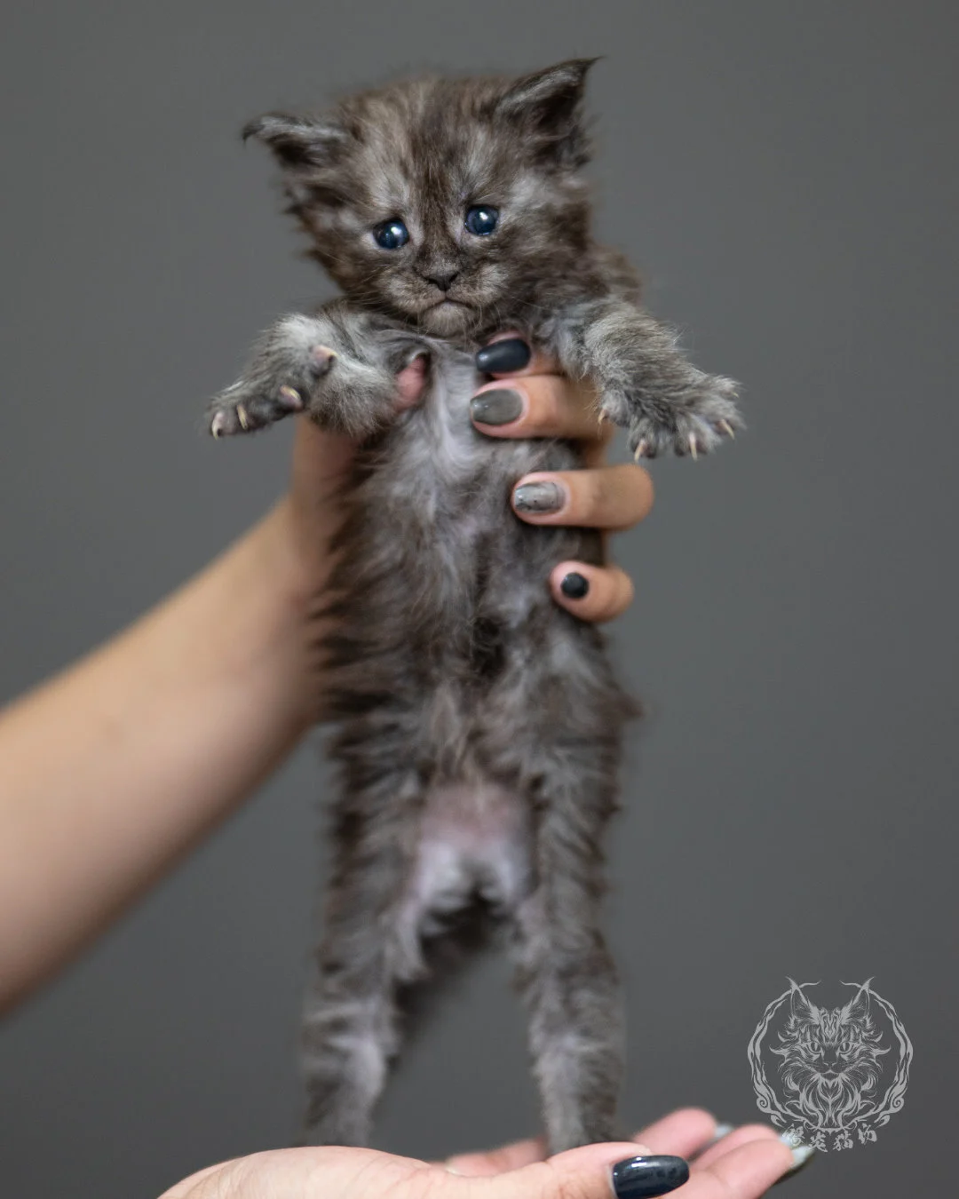 黑煙燻緬因貓 Black Smoke Maine Coon 4weeks Standing 8