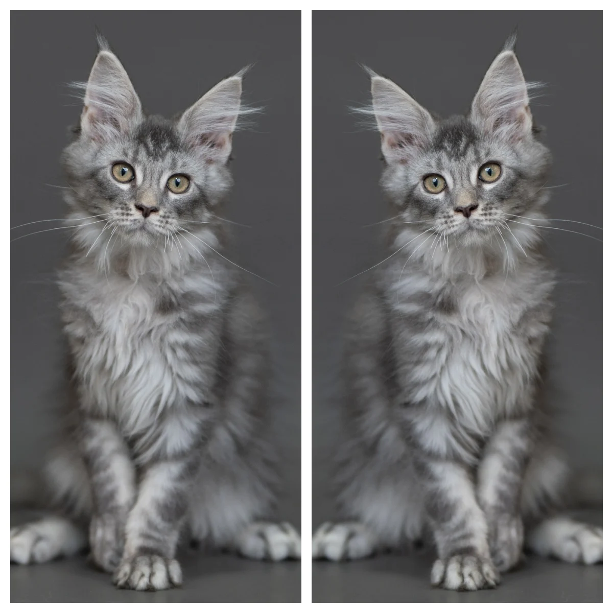 藍銀虎斑緬因貓