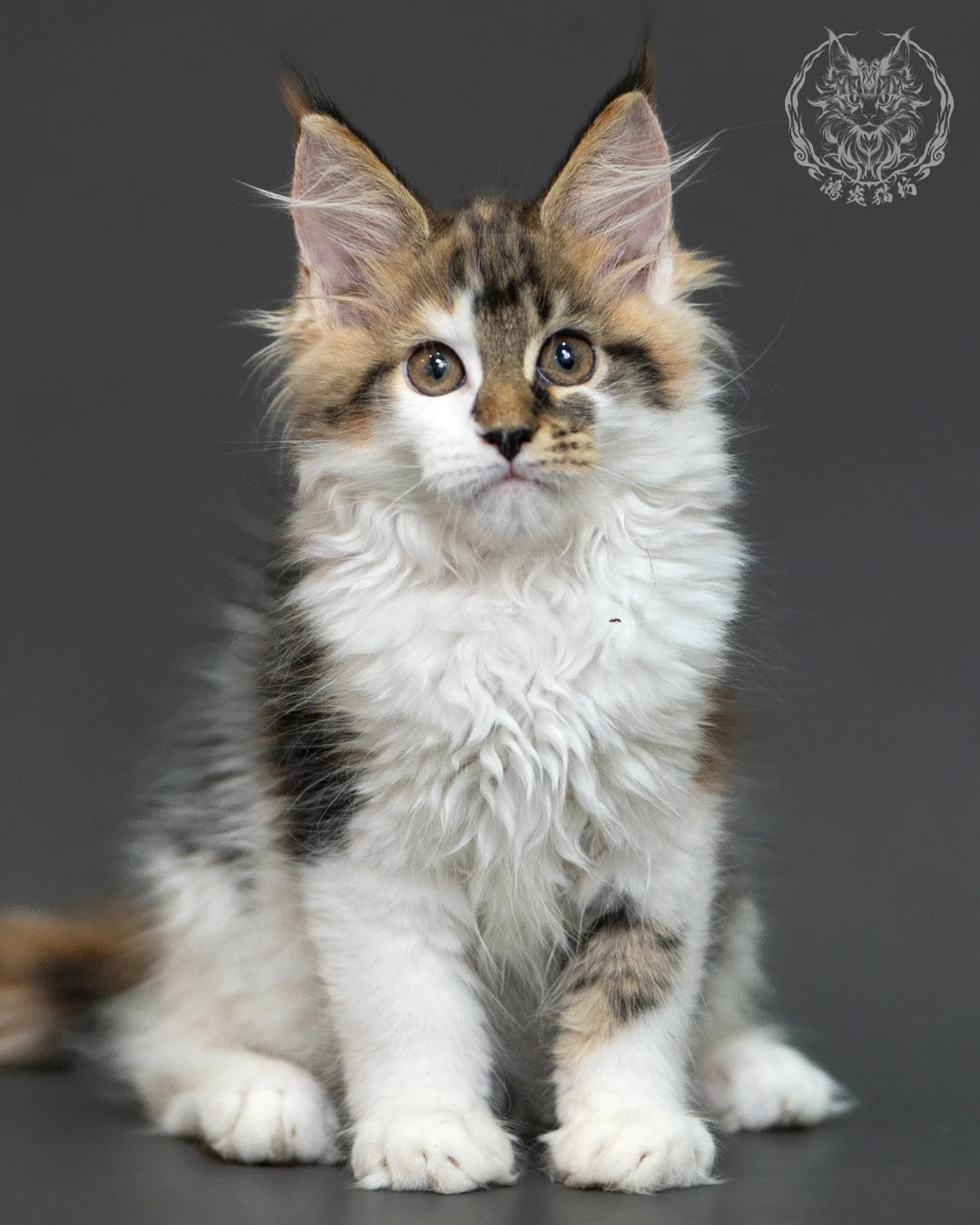 三花緬因貓 3個月紀錄 Calico Maine Coon Kitten 3months 3