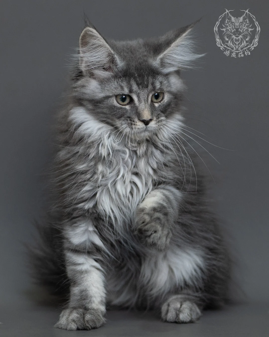 藍銀虎斑緬因貓 Blue Silver Tabby Maine Coon 3months Cattery Taichung 13