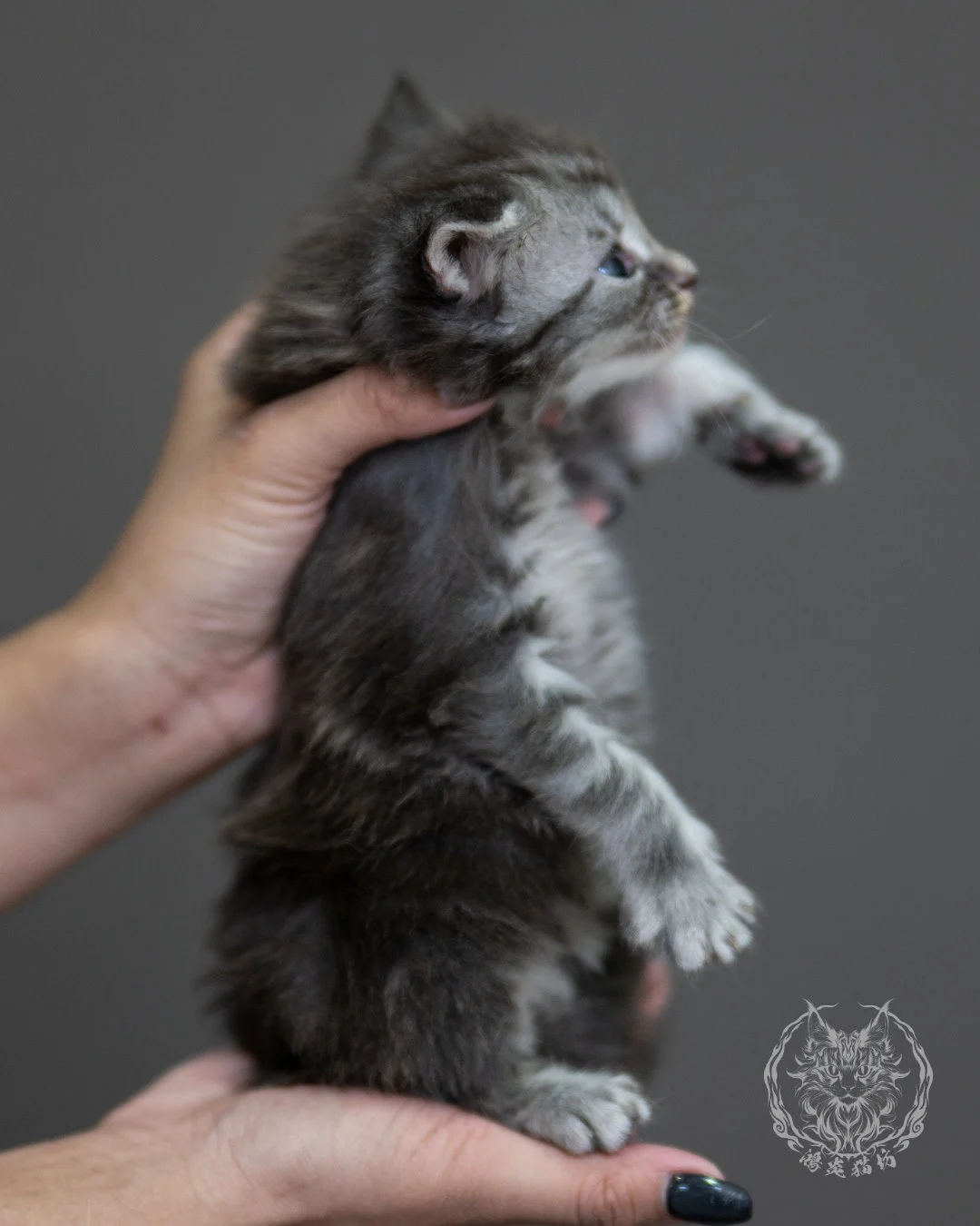 藍銀虎斑緬因貓 Blue Silver Tabby Maine Coon 4weeks Holding 8