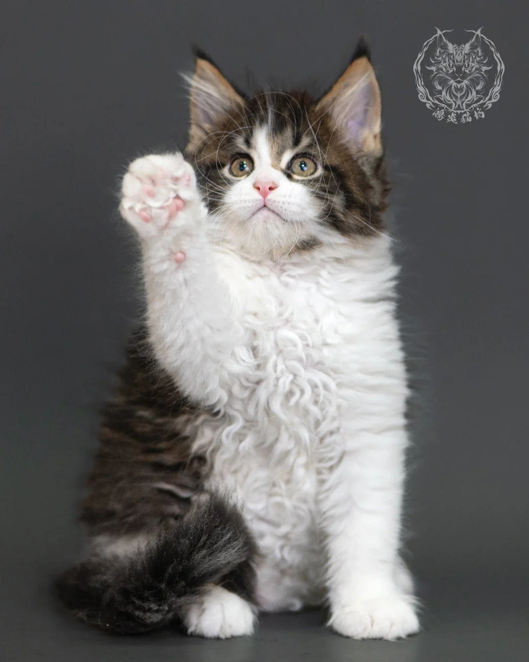 棕虎斑緬因貓 Brown Tabby Maine Coon 2months Cattery Taichung 14