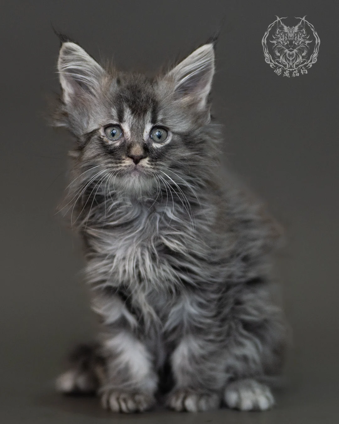 藍銀虎斑緬因貓 Blue Silver Tabby Maine Coon 2months Cattery Taichung 5
