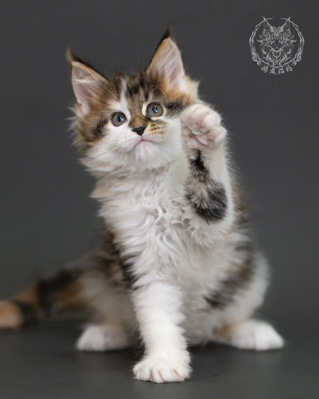 棕虎斑緬因貓(三花) Brown Tabby Calico Maine Coon 2months Cattery Taichung 10