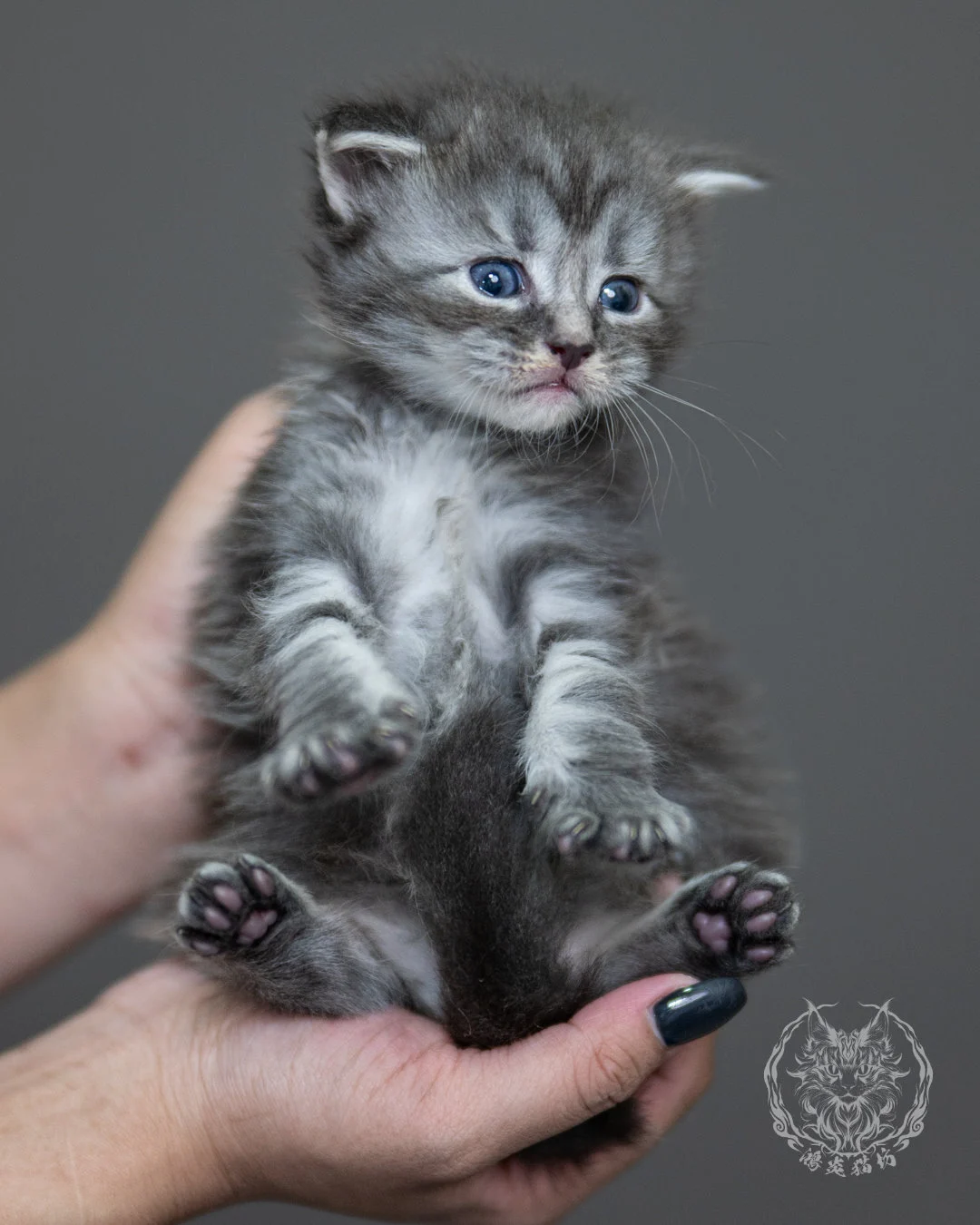 藍銀虎斑緬因貓 Blue Silver Tabby Maine Coon 4weeks Holding 2