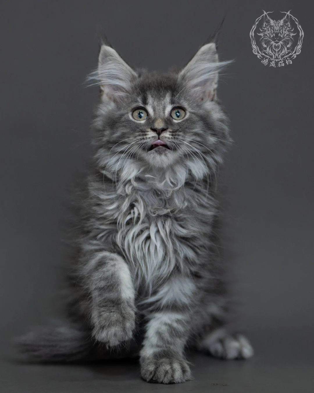 藍銀虎斑緬因貓 Blue Silver Tabby Maine Coon 3months Cattery Taichung 13