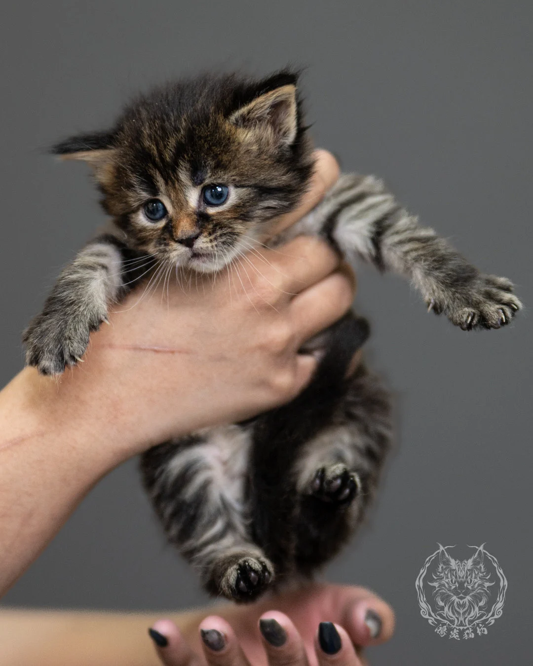 棕虎斑緬因貓 Brown Tabby Maine Coon 4weeks Side 13