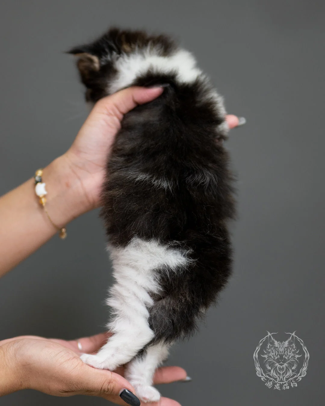 棕虎斑緬因貓 Brown Tabby Maine Coon 4weeks Record 6