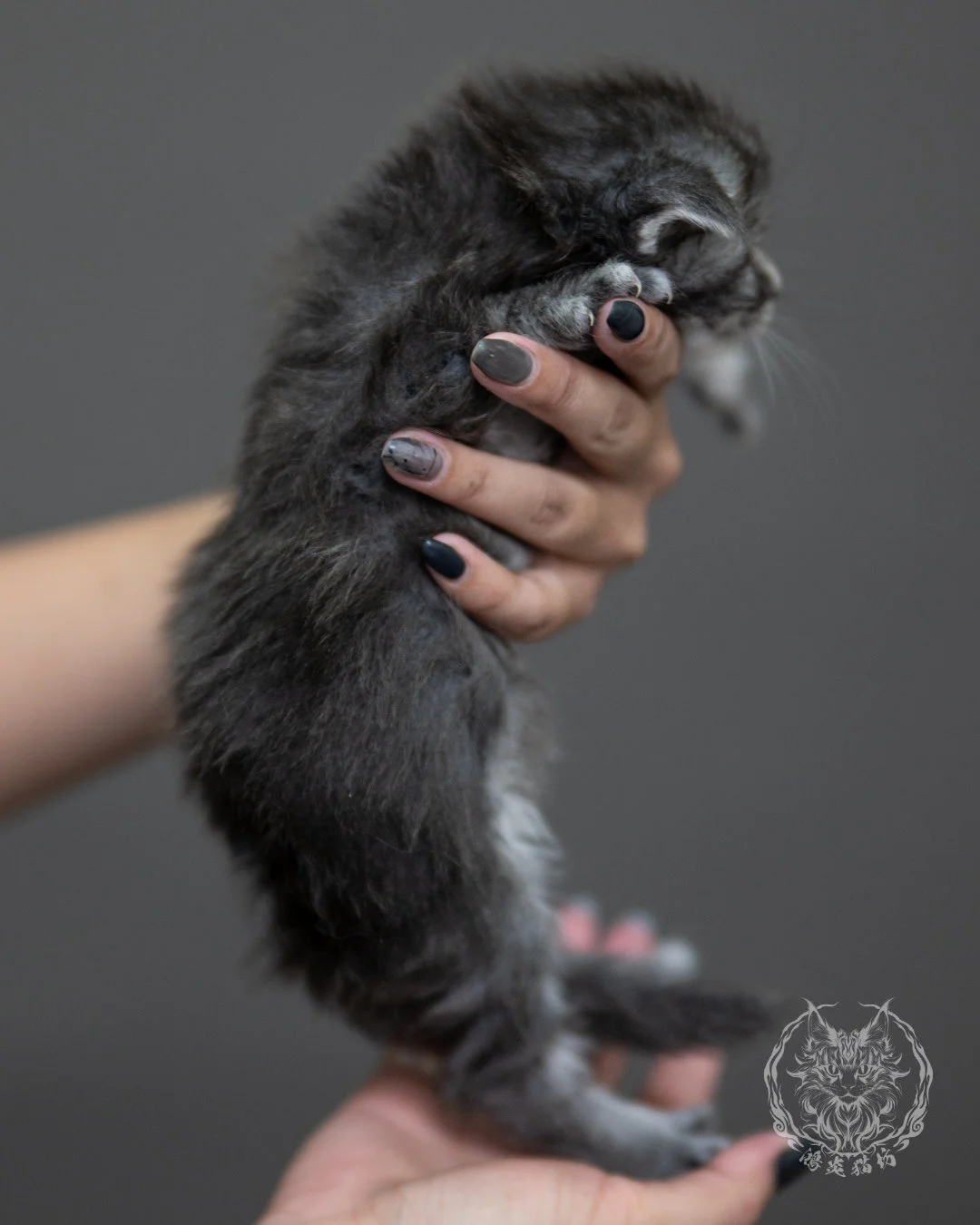 藍銀虎斑緬因貓 Blue Silver Tabby Maine Coon 4weeks Holding 12
