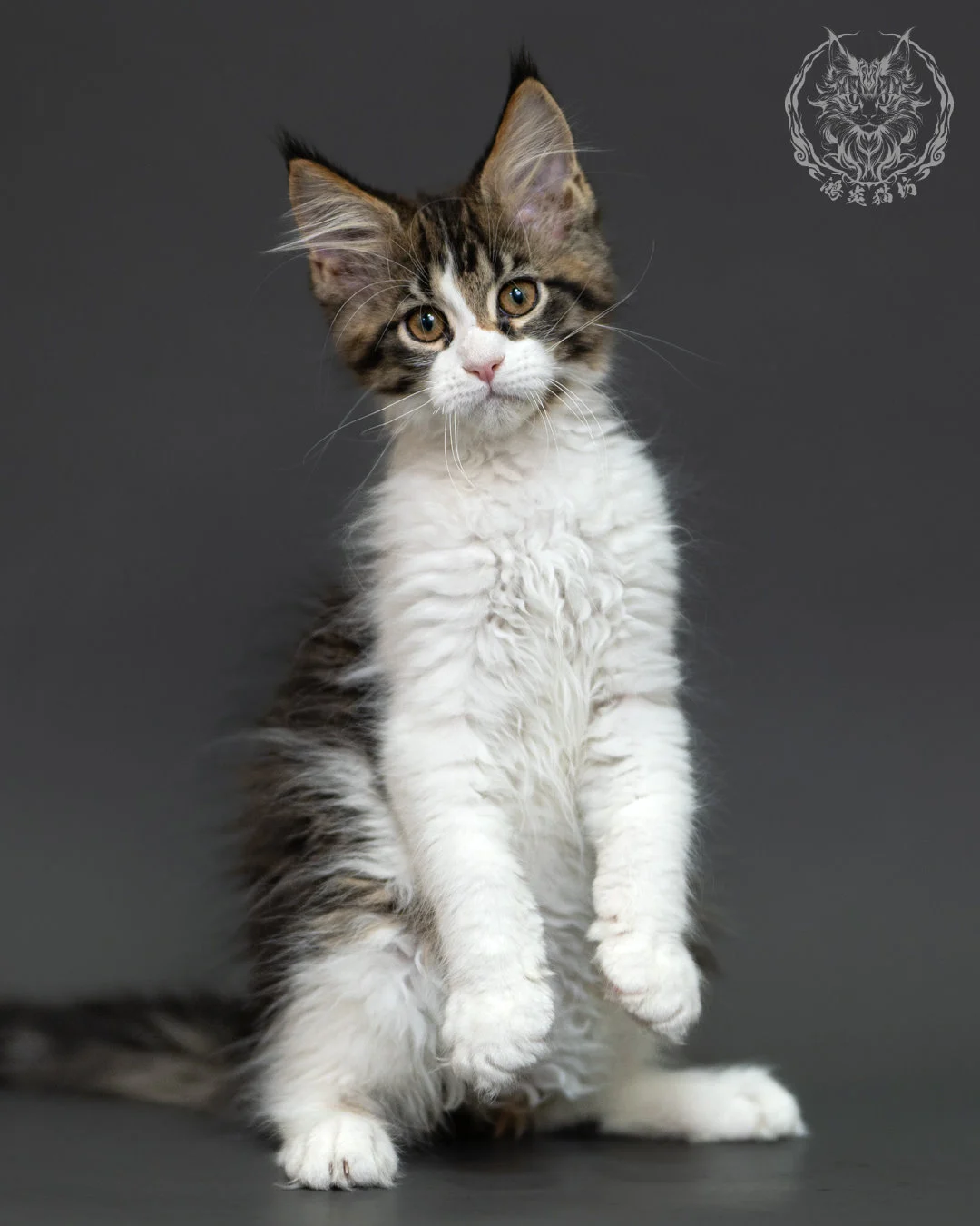 棕虎斑緬因貓 3個月紀錄 Brown Tabby Maine Coon Kitten 3months 8