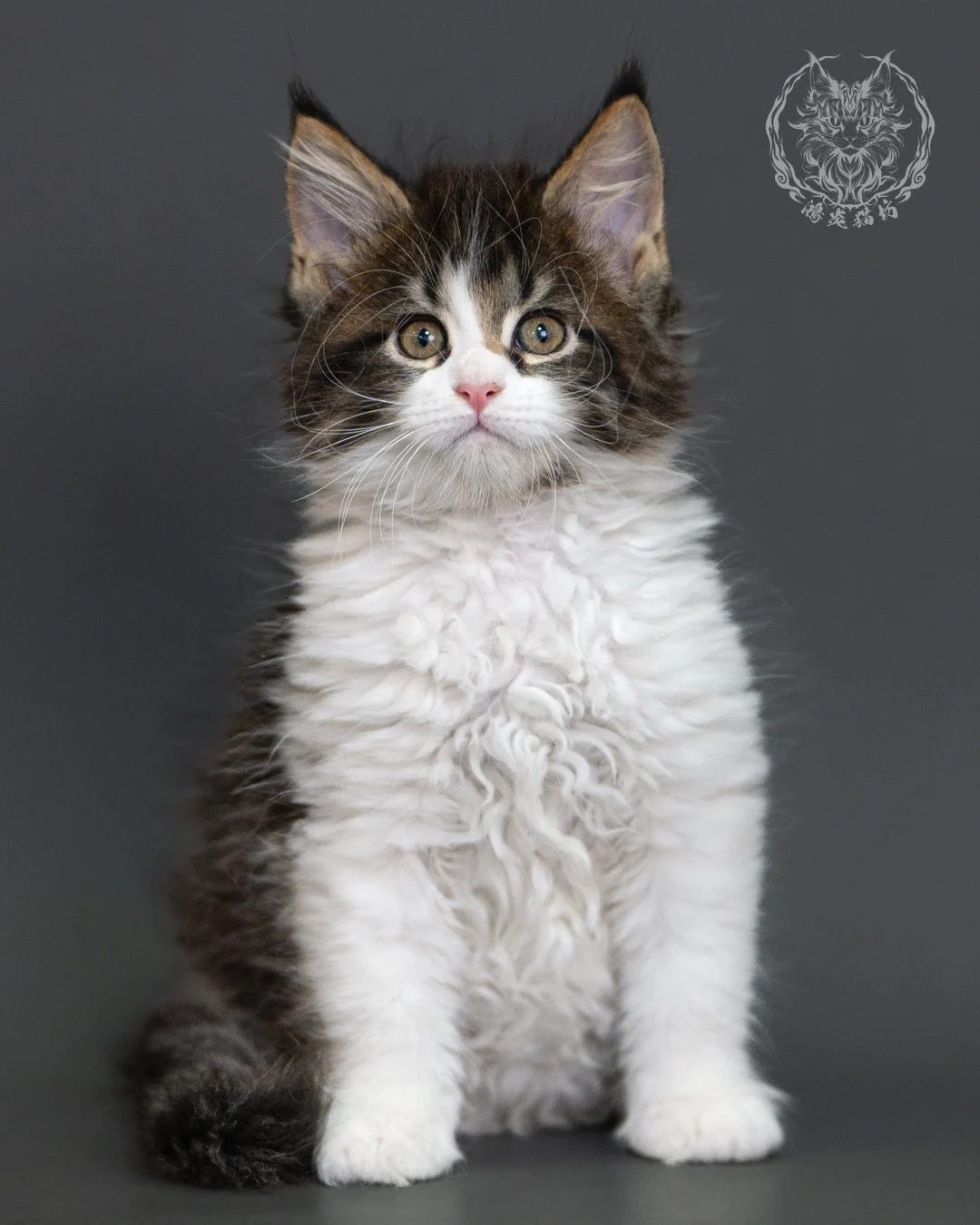 棕虎斑緬因貓 Brown Tabby Maine Coon 2months Cattery Taichung 1
