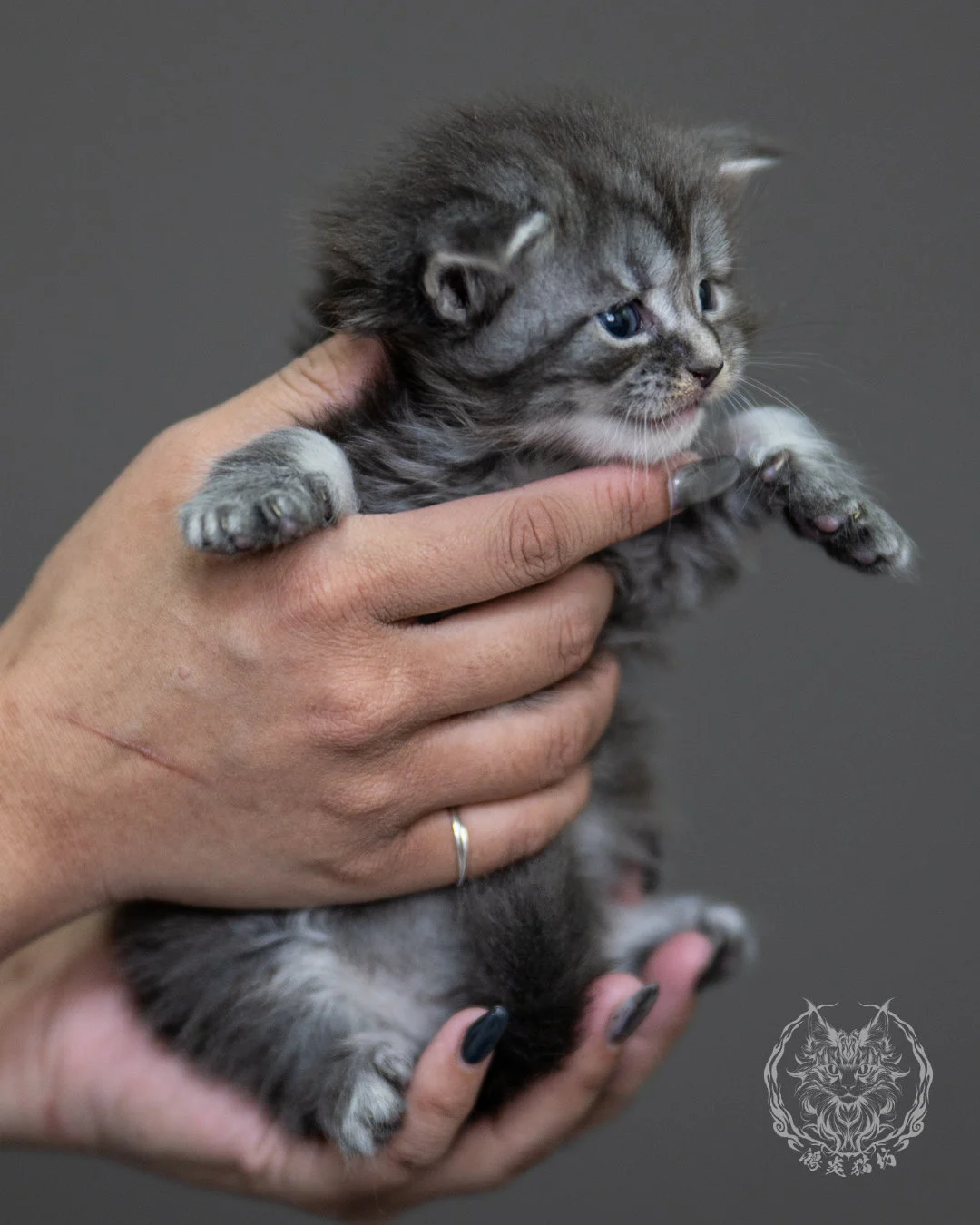 藍銀虎斑緬因貓 Blue Silver Tabby Maine Coon 4weeks Holding 11