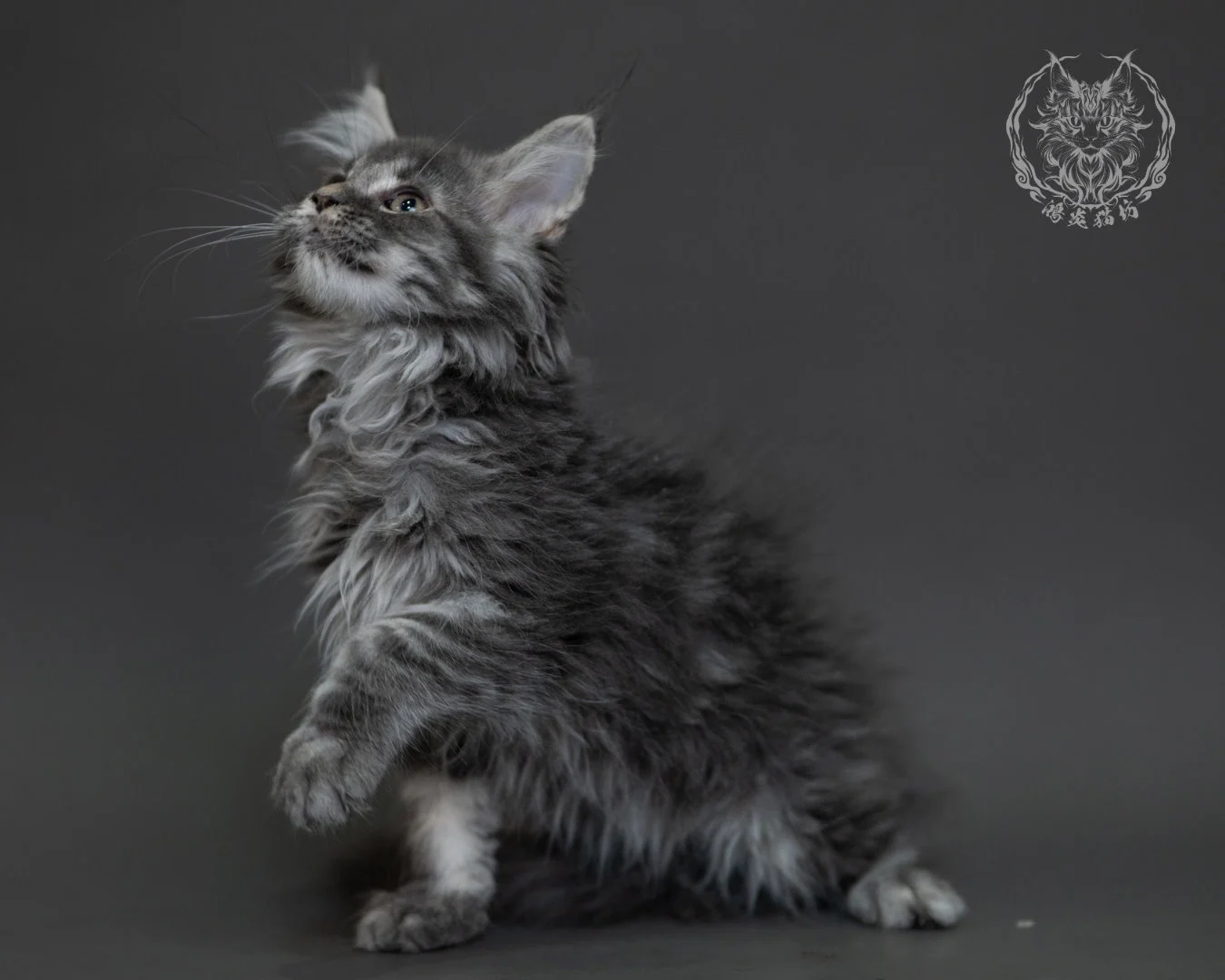 藍銀虎斑緬因貓 Blue Silver Tabby Maine Coon 3months Cattery Taichung 19