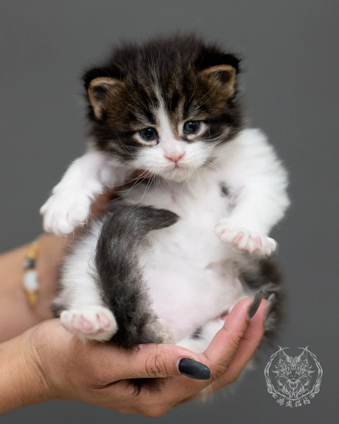 棕虎斑緬因貓 Brown Tabby Maine Coon 4weeks Record 2