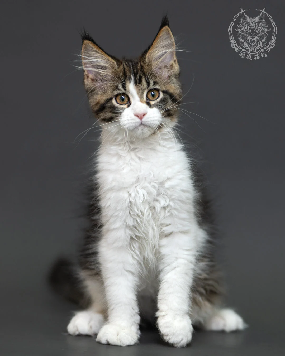 棕虎斑緬因貓 3個月紀錄 Brown Tabby Maine Coon Kitten 3months 1