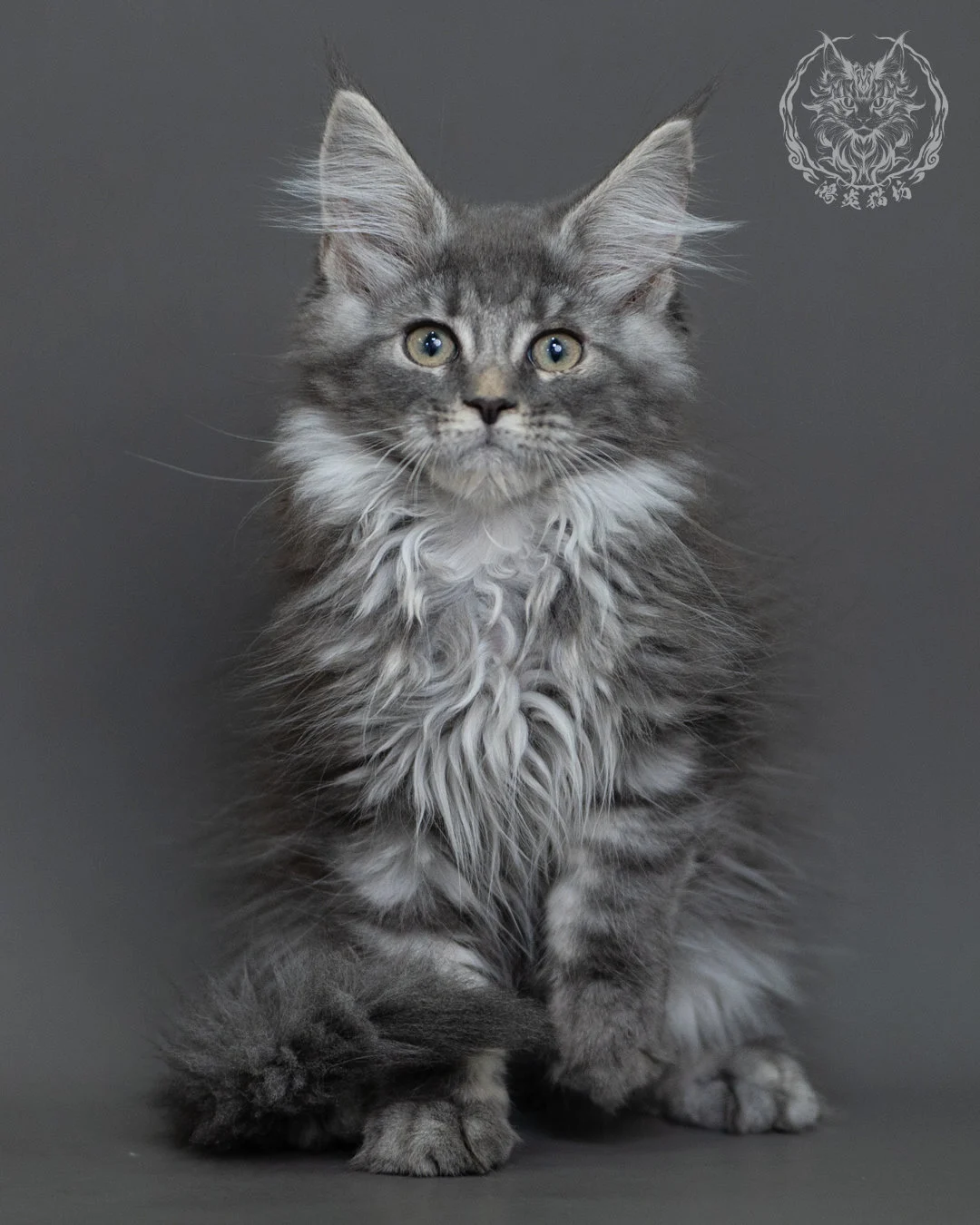 藍銀虎斑緬因貓 Blue Silver Tabby Maine Coon 3months Cattery Taichung 7