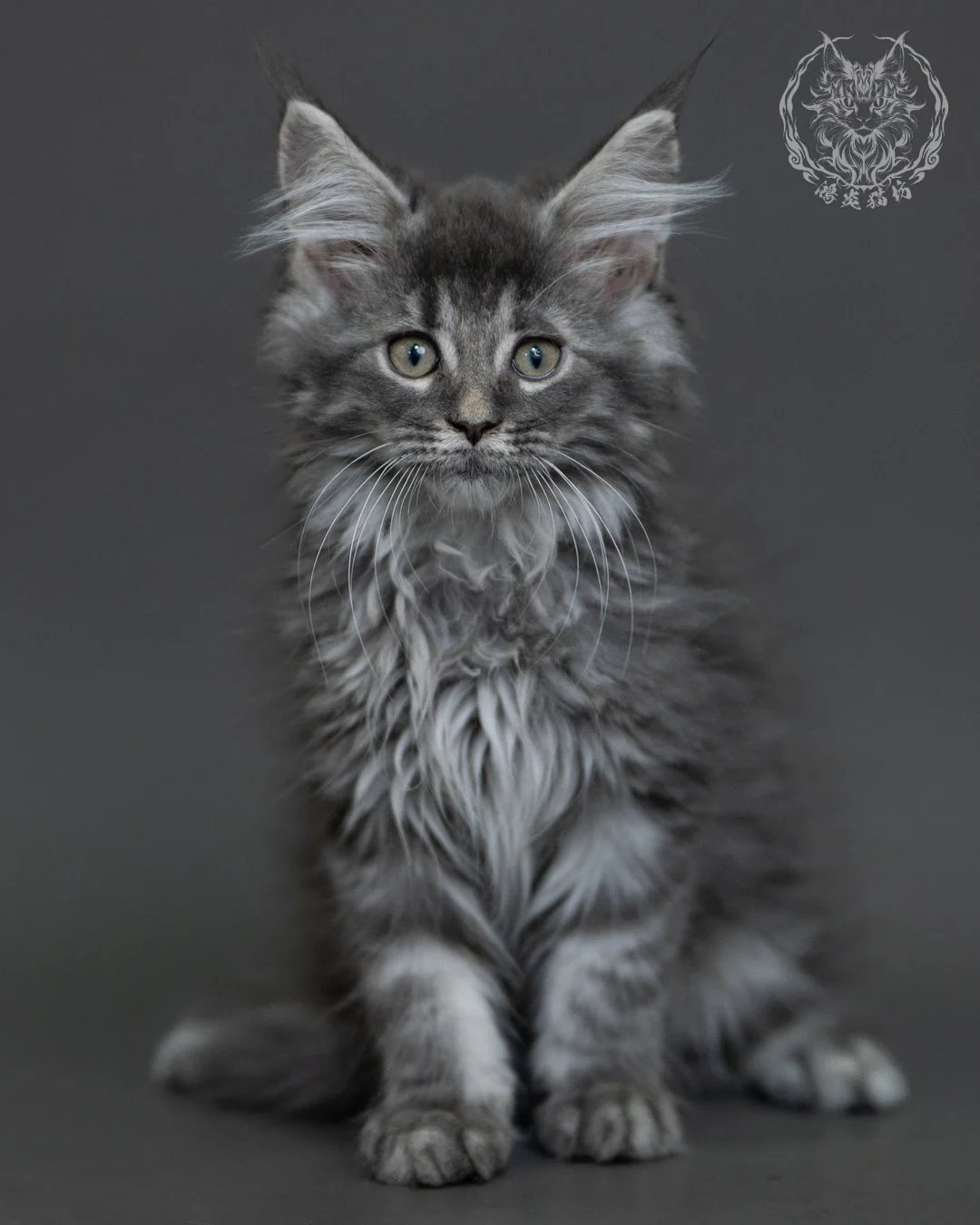 藍銀虎斑緬因貓 Blue Silver Tabby Maine Coon 3months Cattery Taichung 16