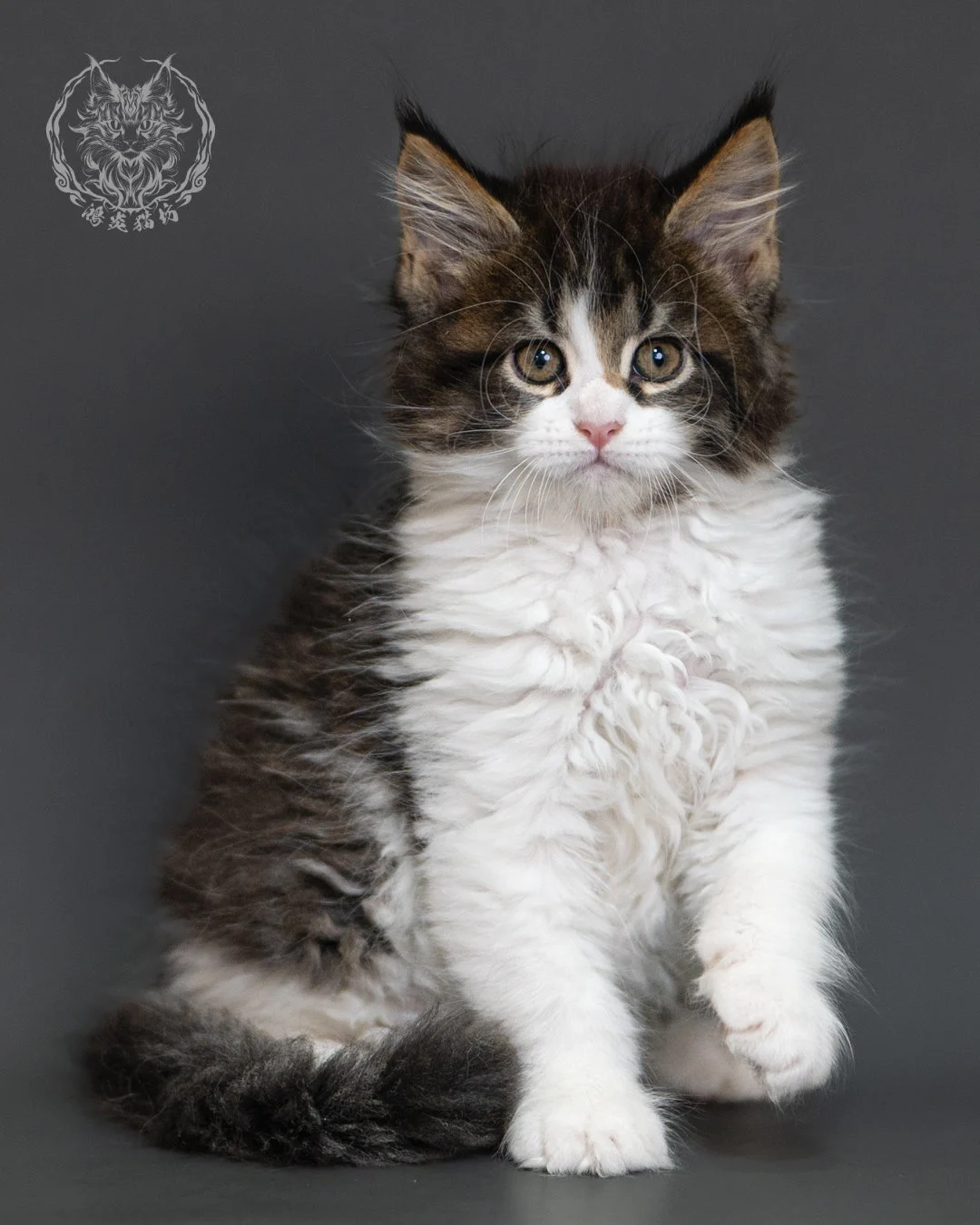 棕虎斑緬因貓 Brown Tabby Maine Coon 2months Cattery Taichung 10
