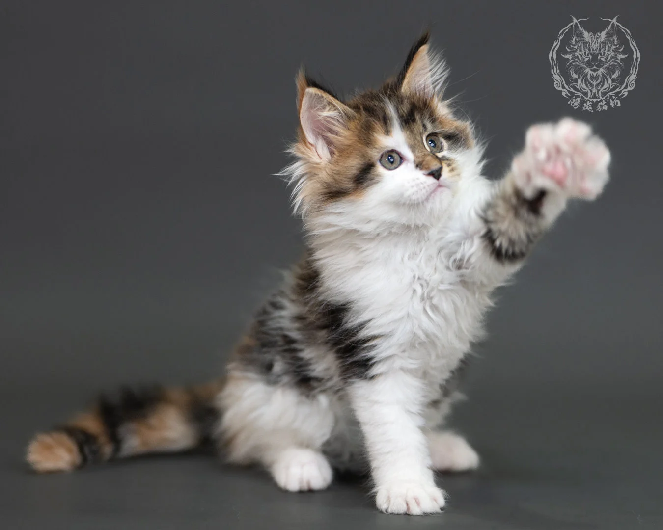 棕虎斑緬因貓(三花) Brown Tabby Calico Maine Coon 2months Cattery Taichung 16
