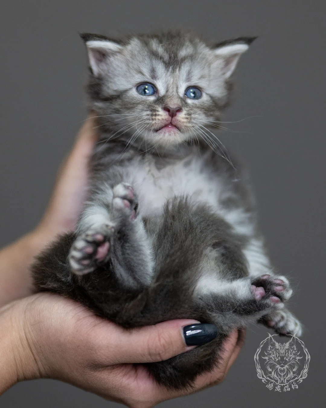 藍銀虎斑緬因貓 Blue Silver Tabby Maine Coon 4weeks Holding 1
