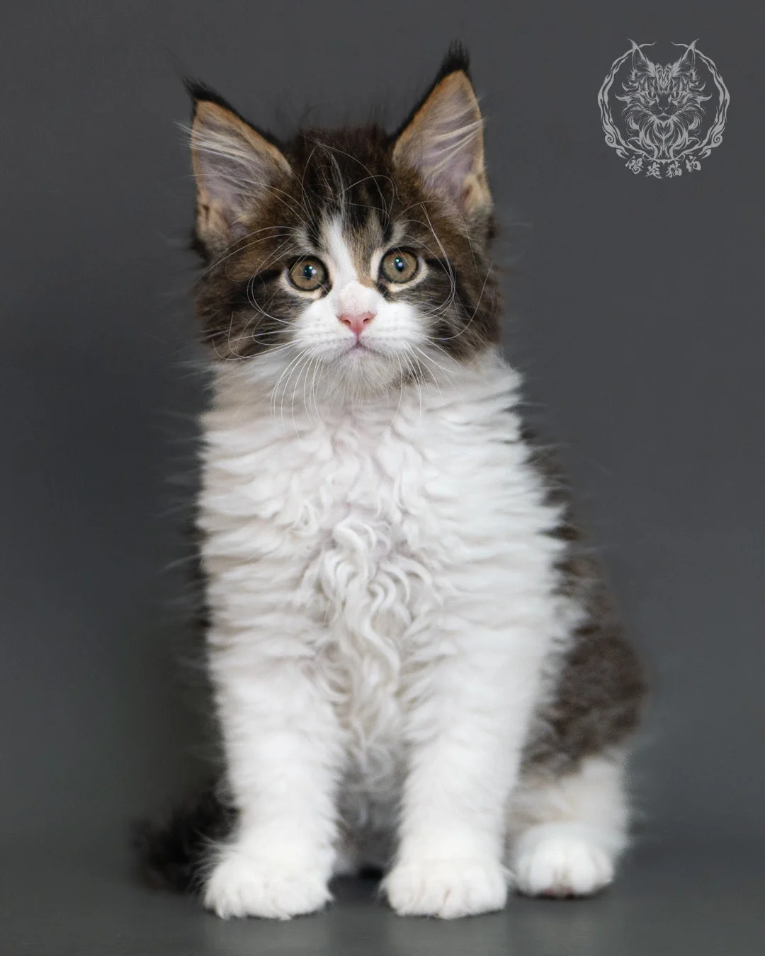 棕虎斑緬因貓 Brown Tabby Maine Coon 2months Cattery Taichung 7