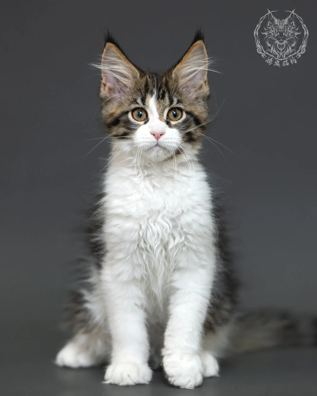 棕虎斑緬因貓 3個月紀錄 Brown Tabby Maine Coon Kitten 3months 10