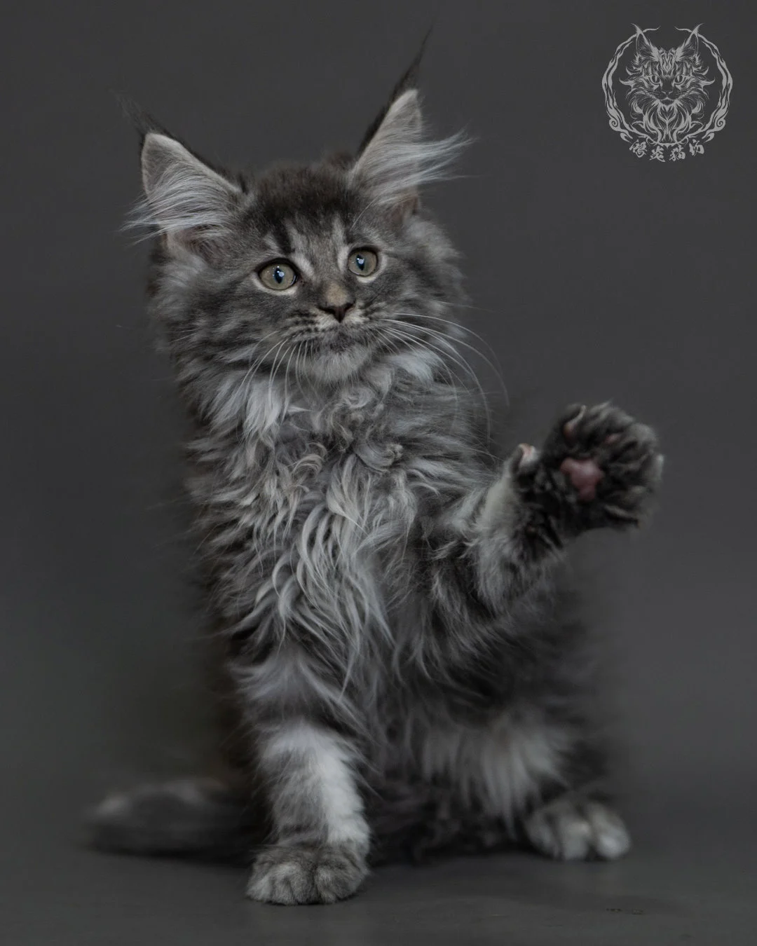 藍銀虎斑緬因貓 Blue Silver Tabby Maine Coon 3months Cattery Taichung 5
