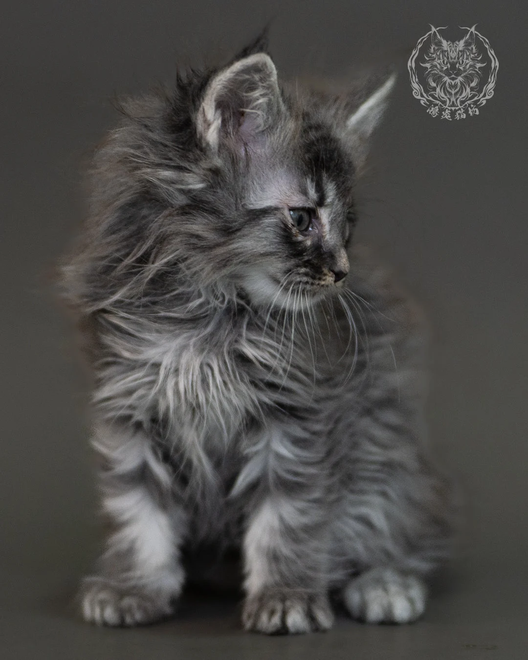 藍銀虎斑緬因貓 Blue Silver Tabby Maine Coon 2months Cattery Taichung 12