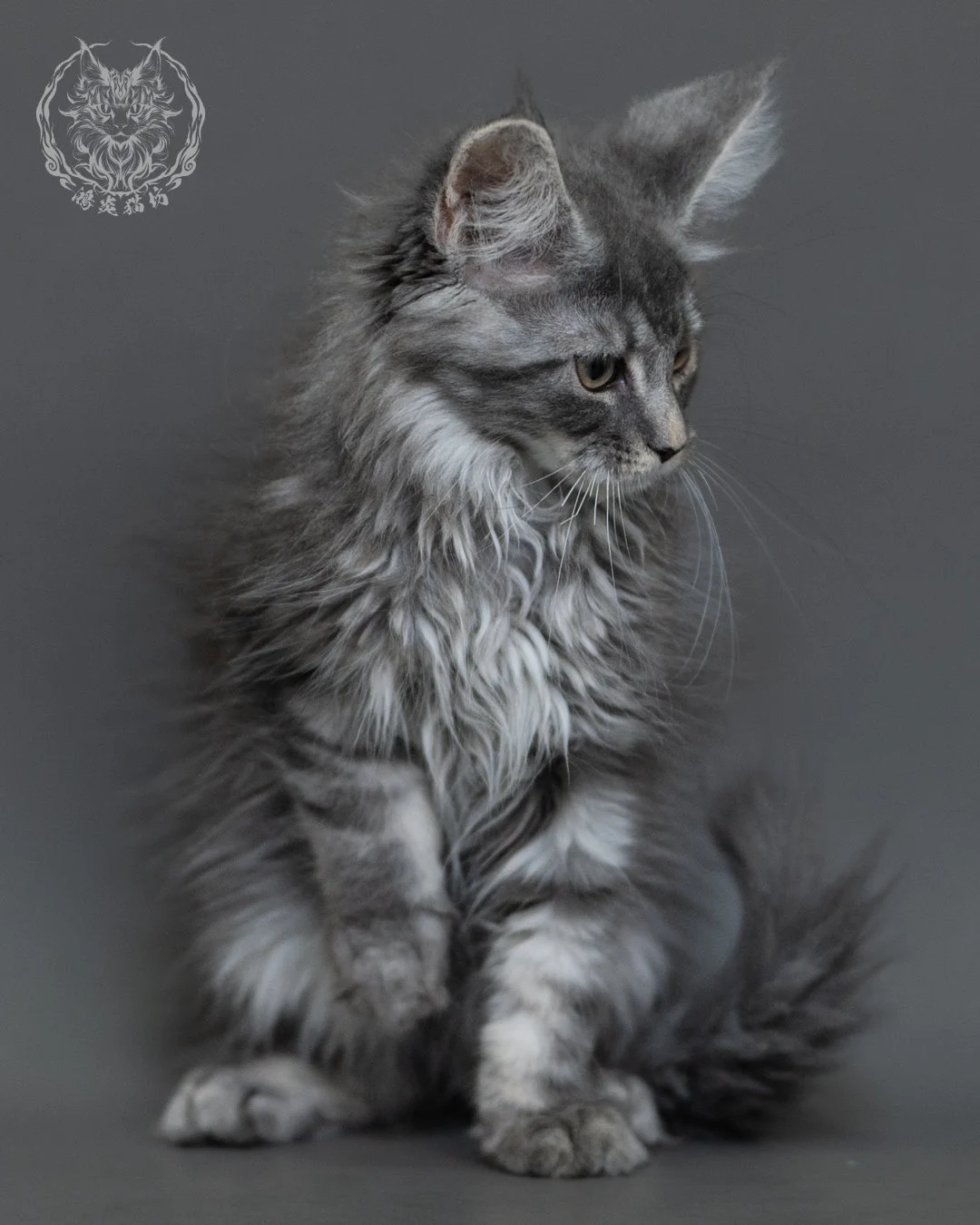 藍銀虎斑緬因貓 Blue Silver Tabby Maine Coon 3months Cattery Taichung 3