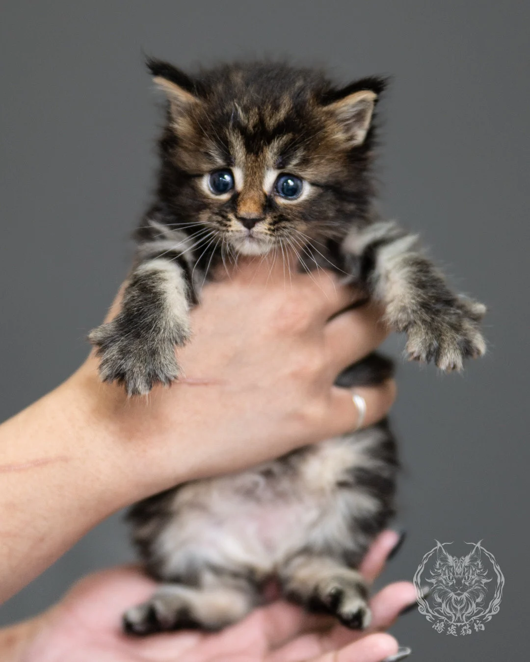 棕虎斑緬因貓 Brown Tabby Maine Coon 4weeks Side 5
